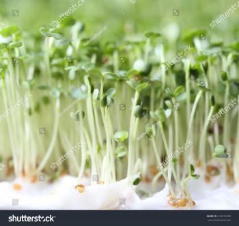 Fresh Cress Closeup Stock Photo 410219299 - Shutterstock