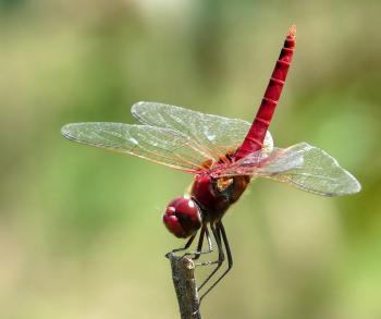 File:Greater Crimson Glider Urothemis signata Male by Kadavoor.jpg ...