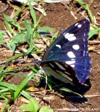 The most beautiful Croatian butterflies flying on Lokrum Island ...