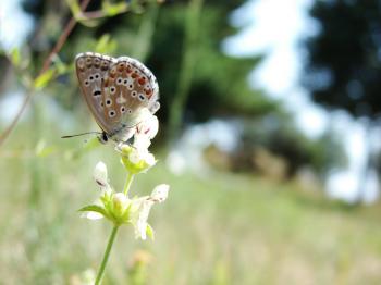 Croatian Butterfly