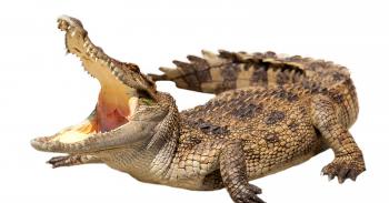 Crocodile on Long Beach Island? Fake news