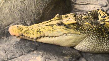 Yellow Crocodile - YouTube