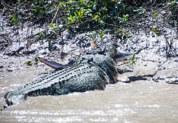 When crocodiles go to sea | Animal Behaviour | Earth Touch News
