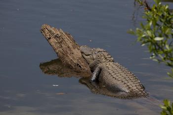 Crocodile in the River