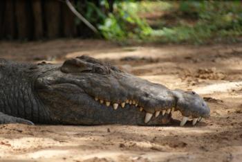 I found this crocodile that was missing part of its lower jaw and ...