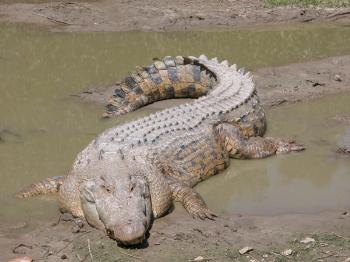 Crocodile on the Bank