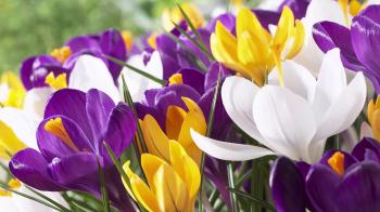 Snow Crocus Mix, Wild Crocus | American Meadows