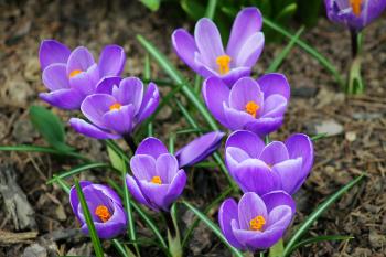 14 Beautiful Crocus Varieties to Plant