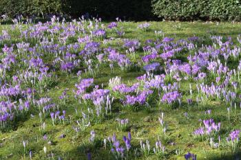 Everything's coming up crocuses — Timber Press