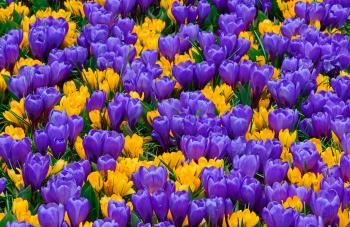 Crocus Barcelona Mix - Wholesale Crocus Flower Bulbs | DutchGrown