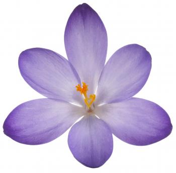Crocus Stem Cells – Jacqueline Piotaz Switzerland