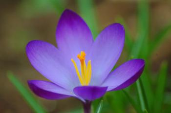 Someday... I will have crocuses in my garden. Isaiah 35 is my reason ...