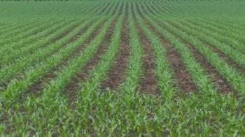 From the Field Crop Report: June 14 - The Field Position®