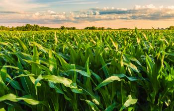 Most crops on Minnesota farms ahead of the game - StarTribune.com