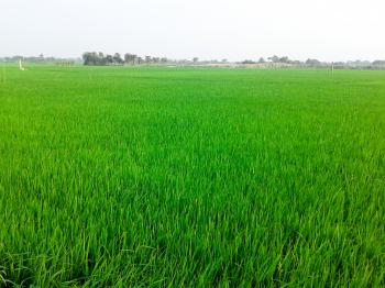 File:Green Crops.jpeg - Wikimedia Commons