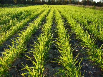 70 Cover Crops and Counting | BigYield