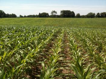 Grain Crops Update: More Corn and Soybean Challenges in Fields