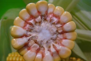 Cross section of a raw corn cob