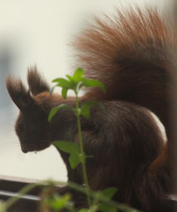 Crouching Red Squirrel in Plant Pot, Wilmersdorf