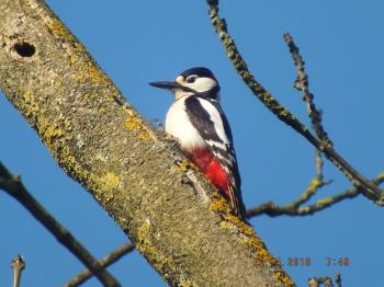 Bird Arrivals at Waddon Ponds: Sighting 2018