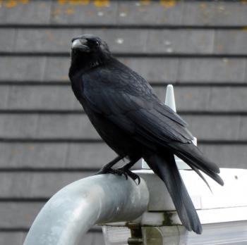 Crow cawing on lamp post - YouTube