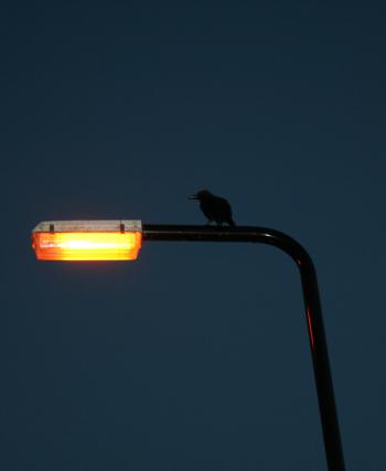 Crow on Lampost