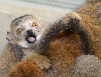 Meet Horus the baby crowned lemur | Duke Lemur Center