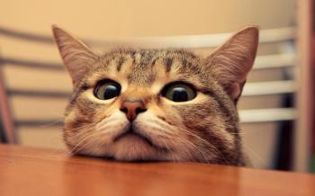 Curious kitty cat