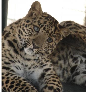 Curious leopard