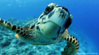Curious turtle - YouTube
