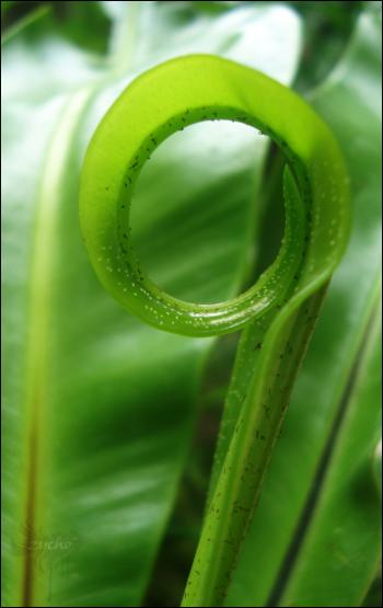 Curled Leaf