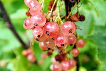 Picking Currants - The Martha Stewart Blog