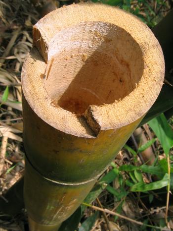 Cut off Bamboo Stem