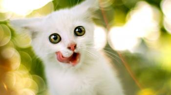 Cute Wallpaper 5G - Not Go Away