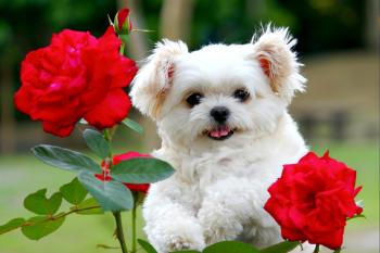 Crazy Small Fat Puppies – Funny Cute Dog and Cat Photo - HoliCoffee