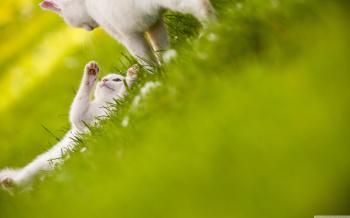 WallpapersWide.com ❤ Cute HD Desktop Wallpapers for 4K Ultra HD TV ...