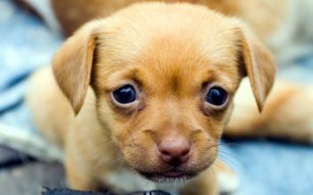 Cute puppy dogs images download