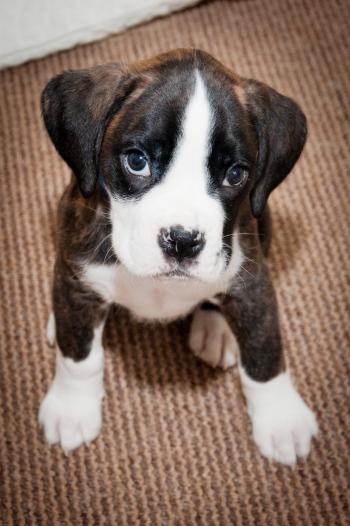 Cute boxer puppy