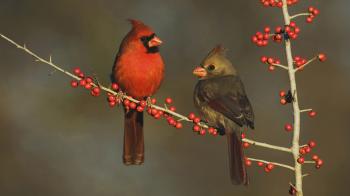 Nice Cardinal Photo 12288 - HDWPro