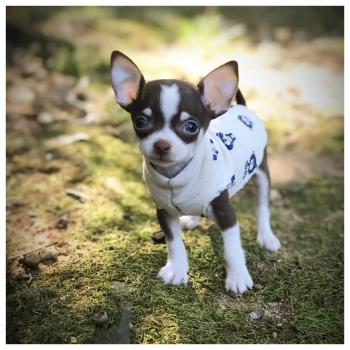 Cute chihuahua staying warm in a sweater #Chihuahua | Chihuahua ...