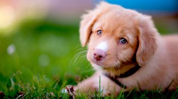 Cute Dog Videos #101 - YouTube