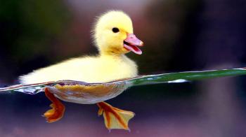 Enjoy Swimming - Cute Duckling Wallpaper | Wallpaper Studio 10 ...