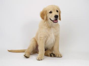 Raising the Cute Golden Retriever Puppies - Registaz.com