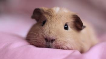 Cute Guinea Pigs In Costumes HD Wallpaper, Background Images