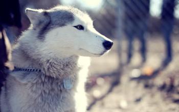 Cute Siberian Husky Puppies 49 HD Wallpaper | milliwall | Siberian ...