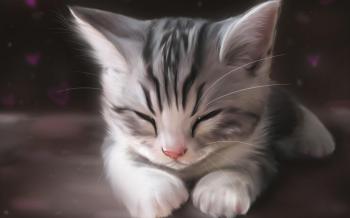 Funny Cute kitten Sleeping