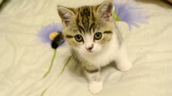 Cute little kitten - Very Funny - YouTube