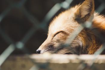 Cute red fox is sleeping in a zoo