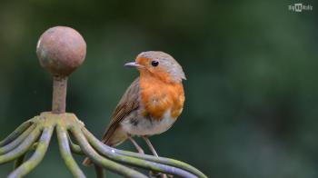 Cute Bird Robin HD Wallpaper | BigHDWalls