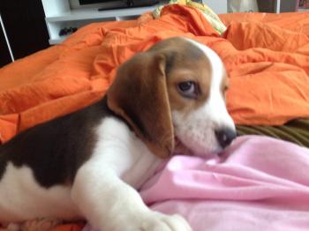 Beagle puppy won't let me sleep at 6 AM - YouTube